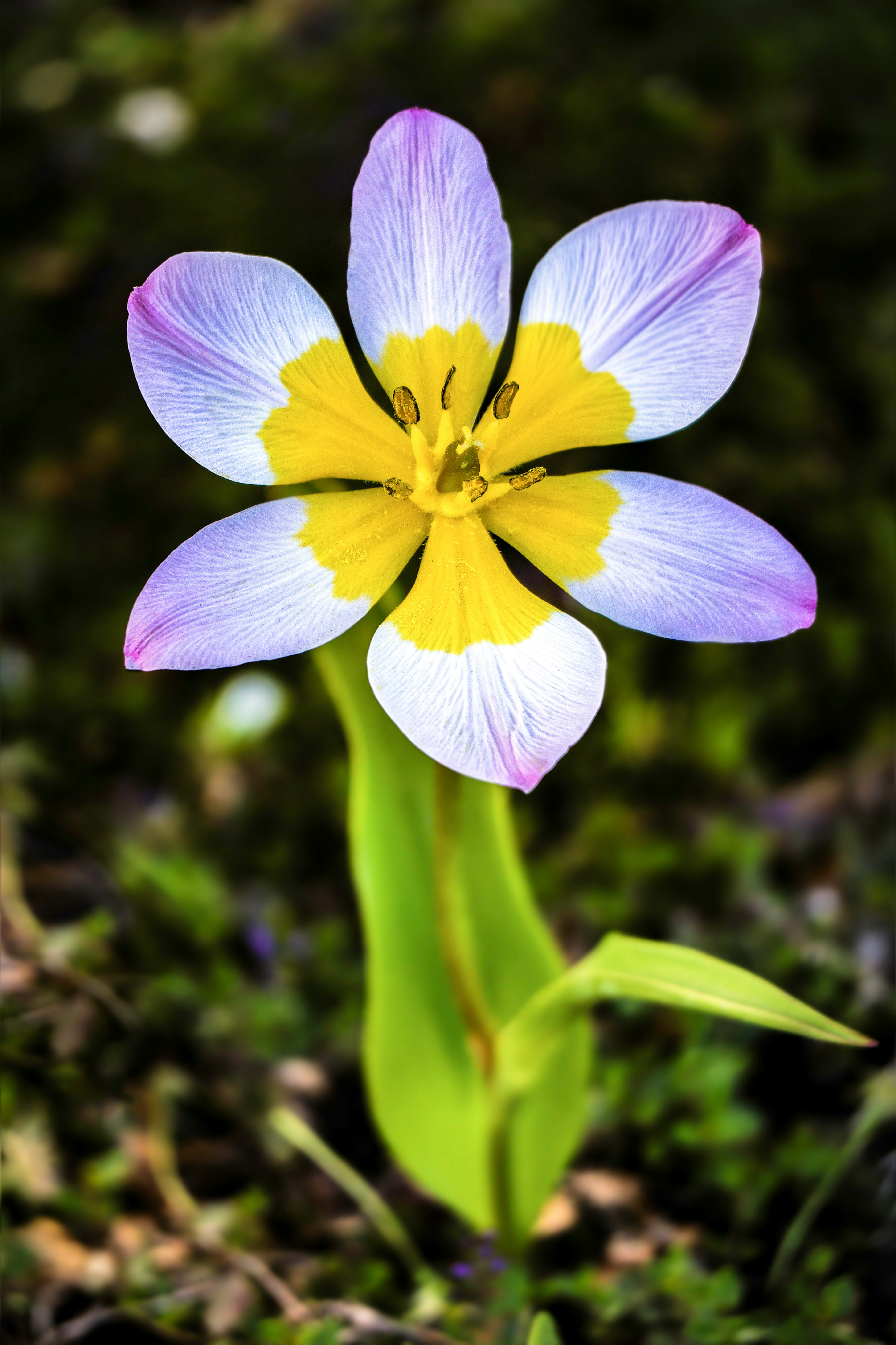 purple and yellow flowers